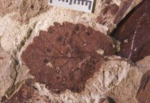 Patagonian fossil leaves reveal rapid recovery from dinosaur extinction event