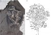 Researchers uncover details behind dinosaur-era birds’ feathers