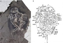 Researchers uncover details behind dinosaur-era birds’ feathers
