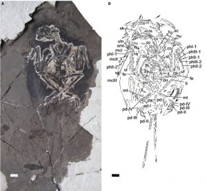 FIG. 1.Ventral view of the new bohaiornithid specimen (CUGB P1202, primary slab). A, photograph of the primary slab. B, inter-pretive drawing.Abbreviations: co, coracoid; cv, cervical vertebrae; fe, femur; fu, furcula; hu, humerus; il, ilium; mcI–III, metacarpalsI–III; mt, metatarsals; pd I–IV, pedal digits I–IV; phI-1, first phalanx of digit I; phII/III-1/2, first/second phalanx of digit II/III; pu,pubis; py, pygostyle; ra, radius; sc, scapula; sk, skull; sml, semilunate carpal; st, sternum; sy, synsacrum; th, thoracic vertebrae; ti, tibia;ul, ulna; uln, ulnare. Scale bar represents 1 cm. Colour online