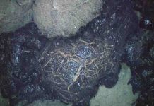 Rip in Crust Drives Undersea Volcanism, Study Says