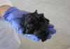 Technology converts human waste into bio-based fuel