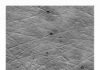 Tooth wear patterns suggest Paranthropus early hominins had softer diets than expected