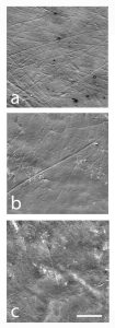 Well-preserved buccal microwear surfaces in which buccal striations could be measured. Credit: Martínez et al (2016)