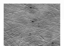 Tooth wear patterns suggest Paranthropus early hominins had softer diets than expected