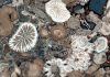 When corals met algae: Symbiotic relationship crucial to reef survival dates to the Triassic
