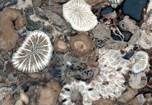 When corals met algae: Symbiotic relationship crucial to reef survival dates to the Triassic