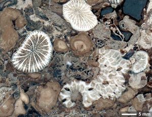  This polished fossil slab used in the study dates to more than 210 million years ago and contains well-preserved symbiotic corals. The fossils were collected in a mountainous region in Antalya, Turkey, and originated in the Tethys Sea, a shallow sunlit body of water that existed when the Earth's continents were one solid land mass called Pangea. Credit: Jaroslaw Stolarski, Polish Academy of Sciences 