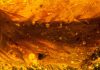 Amber specimen offers rare glimpse of feathered dinosaur tail