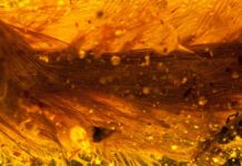 Amber specimen offers rare glimpse of feathered dinosaur tail