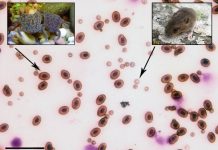 Biologists follow ‘fossilizable’ clues to pinpoint when mammal, bird and dinosaur ancestors became athletes