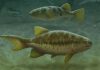Fish fossils reveal how tails evolved, professor finds