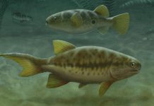 Fish fossils reveal how tails evolved, professor finds