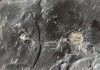Fossil fuel formation: Key to atmosphere’s oxygen?
