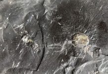 Fossil fuel formation: Key to atmosphere’s oxygen?