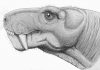 Fossilized evidence of a tumor in a 255-million-year-old mammal forerunner