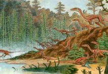 Geoscientists size-up early dinosaurs, find surprising variation