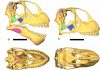 How sauropods gobbled their way to gigantism