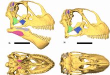 How sauropods gobbled their way to gigantism