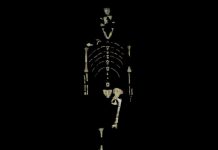 Human ancestor ‘Lucy’ was a tree climber, new evidence suggests