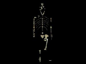 The fossils that make up the Lucy skeleton. Credit: John Kappelman/University of Texas at Austin