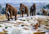 Ice Age hunters destroyed forests throughout Europe