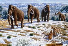 Ice Age hunters destroyed forests throughout Europe