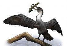 New prehistoric bird species discovered
