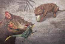 New study finds mammals during age of dinosaurs packed a powerful bite