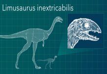 Newly Discovered Dinosaur Species Lost Teeth as Adults