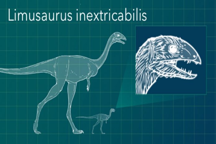 newly discovered dinosaur 2021