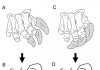 Scientists find new conclusions for how sauropod claws were used