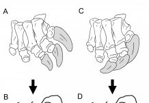 Scientists find new conclusions for how sauropod claws were used