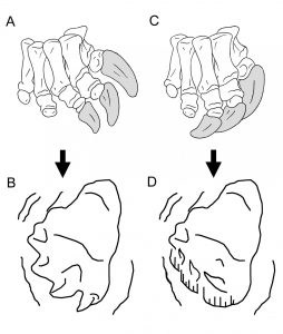 Credit: Cleveland Museum of Natural History 