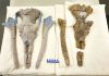 Shedding light on the origin of the baleen whale