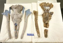 Shedding light on the origin of the baleen whale