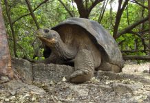 Studying the distant past in the Galápagos Islands