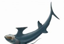 280 million-year-old fossil reveals origins of chimaeroid fishes