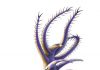 500-million year-old species offers insights into the lives of ancient legged worms