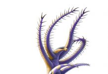 500-million year-old species offers insights into the lives of ancient legged worms
