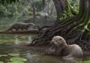 6.24 million year old species is size of modern wolf