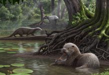 6.24 million year old species is size of modern wolf