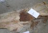 80-million-year-old dinosaur collagen confirmed