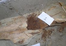 80-million-year-old dinosaur collagen confirmed