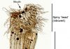 Ancient balloon-shaped animal fossil sheds light on Earth’s ancient seas
