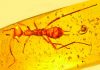 Ancient, scary and alien-looking specimen forms a rarity in the insect world — a new order
