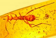 Ancient, scary and alien-looking specimen forms a rarity in the insect world — a new order
