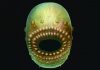 Bag-like sea creature was humans’ oldest known ancestor