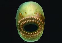 Bag-like sea creature was humans’ oldest known ancestor