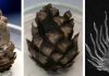Conifer cones bear their ages well, and still move it
